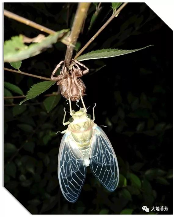 散文诗（二）||蝉儿的蜕变