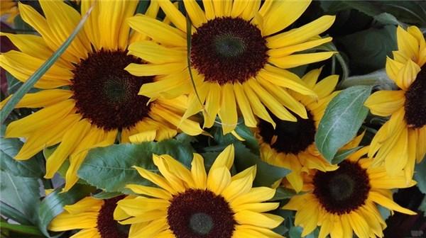 青春励志成长的句子，热血阳光，看完斗志昂扬