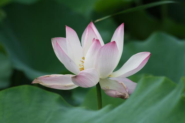 怎样才能在开会时，侃侃而谈，镇住全场？给你发言模板直接用！