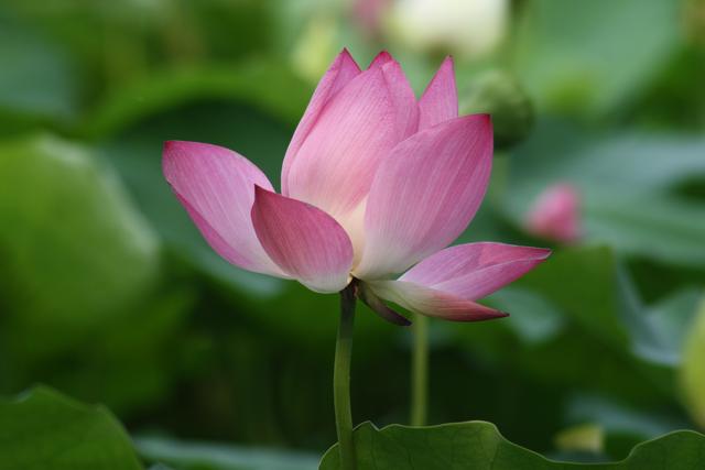 怎样才能在开会时，侃侃而谈，镇住全场？给你发言模板直接用！