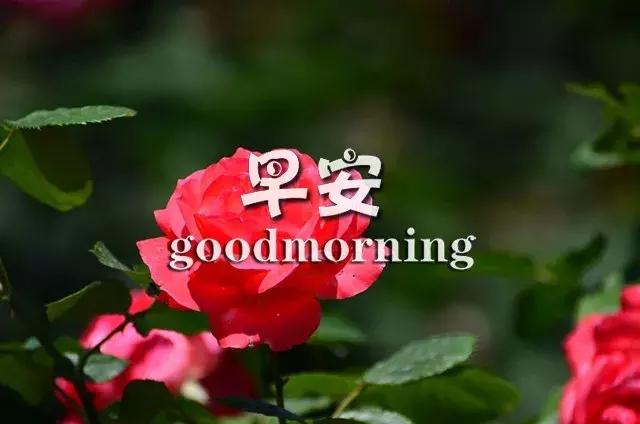 正能量励志早安心语语录 奋斗激励人心的句子图片经典