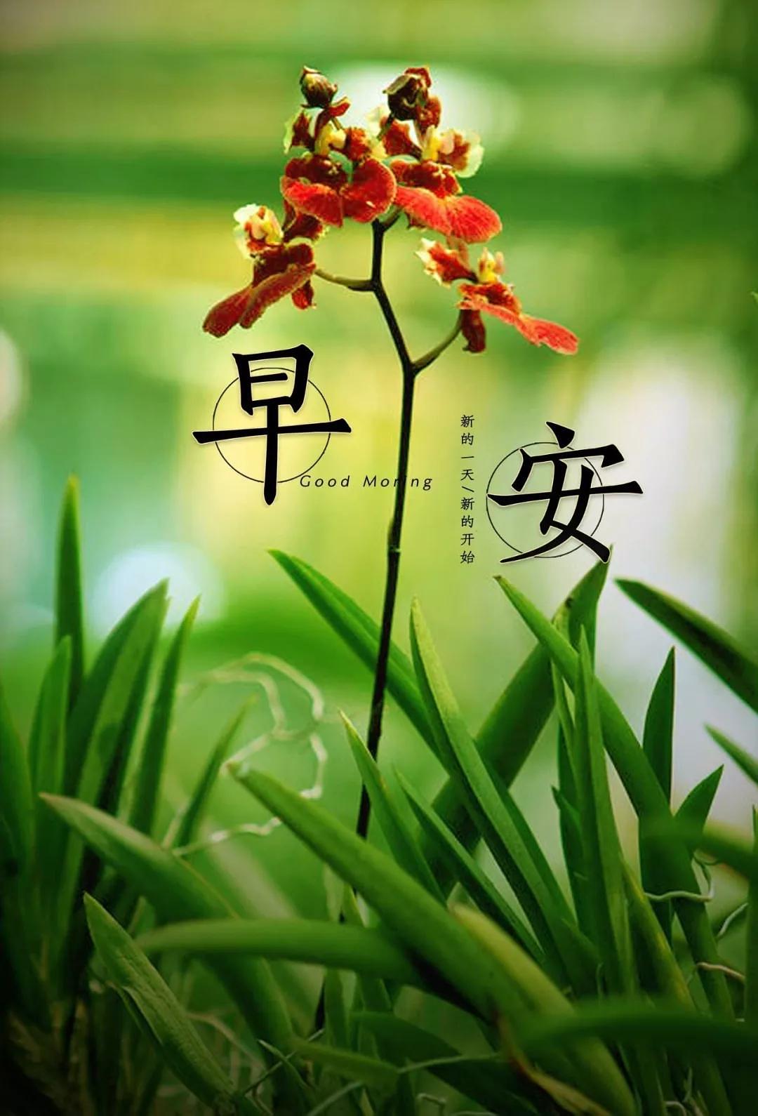 励志开心的句子(每天开心励志简短语录)