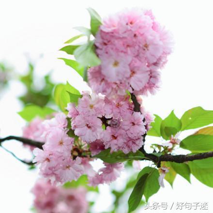 文艺小清新唯美的短句，句句走心，拿去发朋友圈！