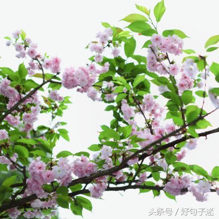 文艺小清新唯美的短句，句句走心，拿去发朋友圈！