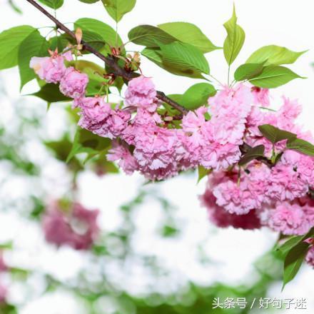 文艺小清新唯美的短句，句句走心，拿去发朋友圈！