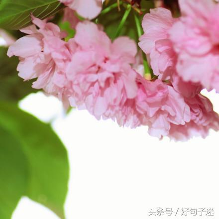 文艺小清新唯美的短句，句句走心，拿去发朋友圈！