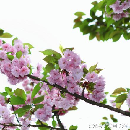 文艺小清新唯美的短句，句句走心，拿去发朋友圈！