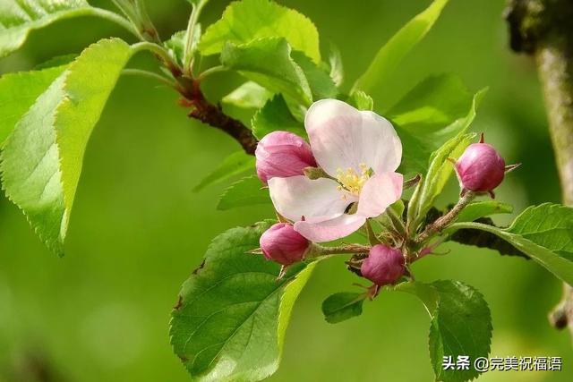 最短的美句早安 最短的美句早安