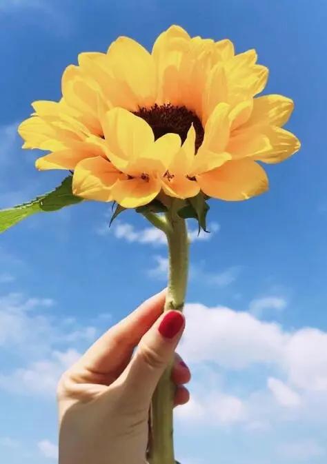 早安点赞最多的句子 早安点赞最多的句子