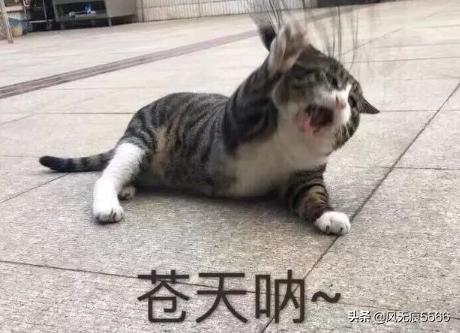 要好评的幽默句子简短