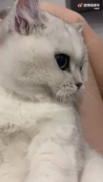 幽默搞笑晒宠物猫句子【朋友圈晒猫文案】
