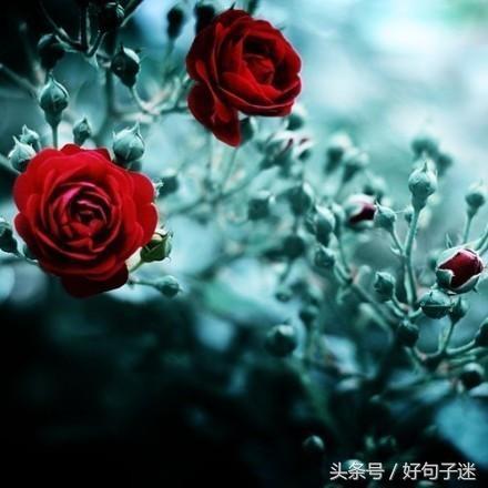 激励人心的心灵鸡汤句子,句句都是精华,值得收藏!