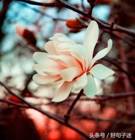 激励人心的心灵鸡汤句子,句句都是精华,值得收藏!