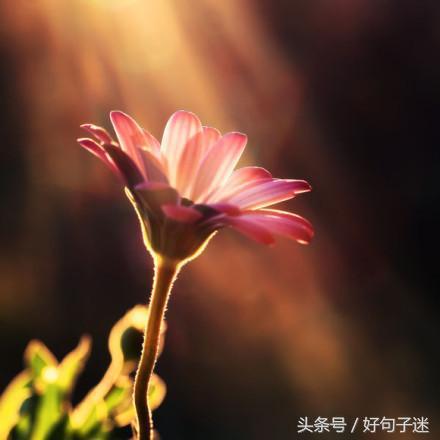 激励人心的心灵鸡汤句子,句句都是精华,值得收藏!