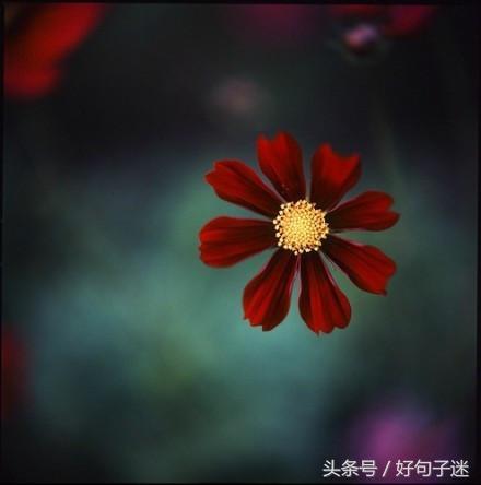 激励人心的心灵鸡汤句子,句句都是精华,值得收藏!