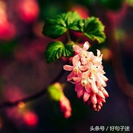 激励人心的心灵鸡汤句子,句句都是精华,值得收藏!