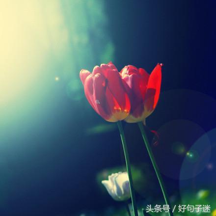 激励人心的心灵鸡汤句子,句句都是精华,值得收藏!