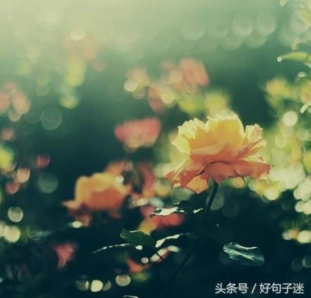 激励人心的心灵鸡汤句子,句句都是精华,值得收藏!