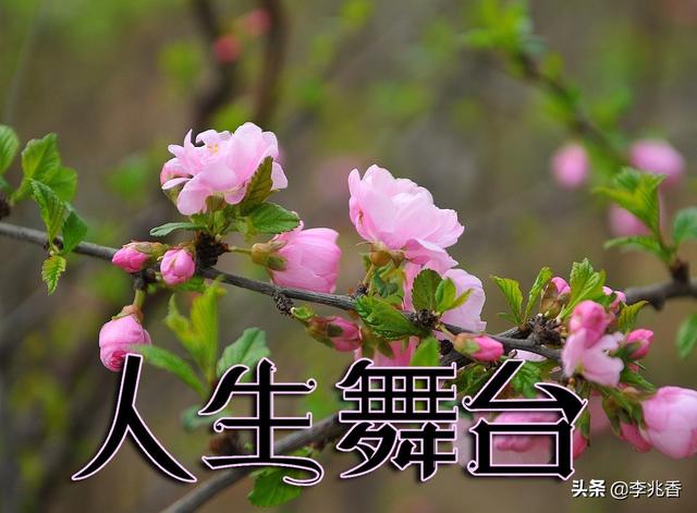 人生舞台正能量的句子,最具鼓舞人心,读后受用一生