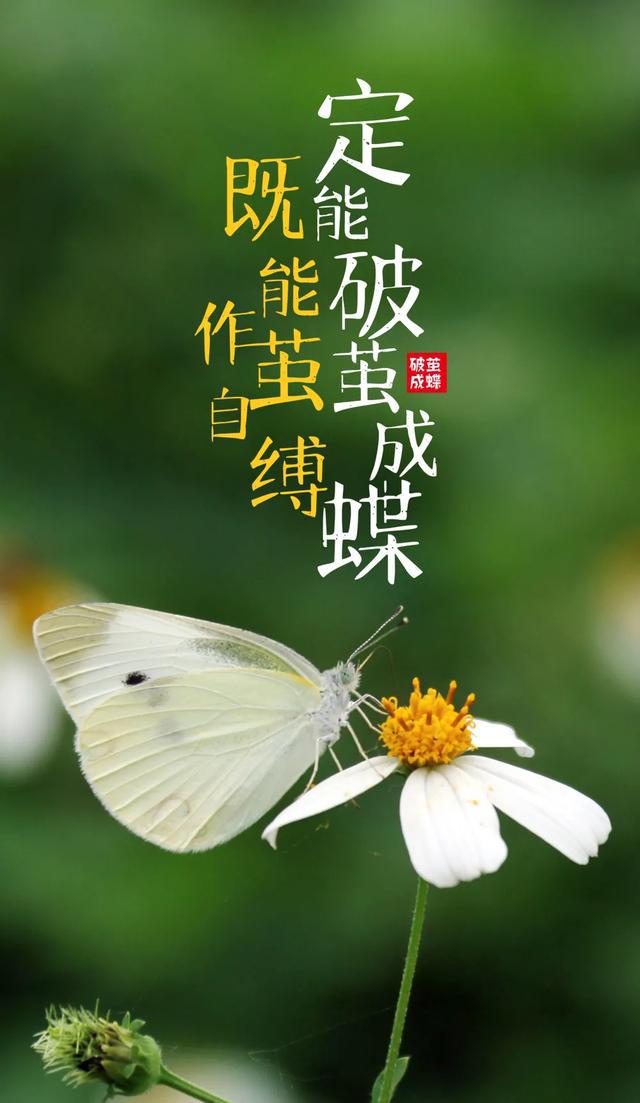 团队正能量的句子(正能量激励团队的话语)