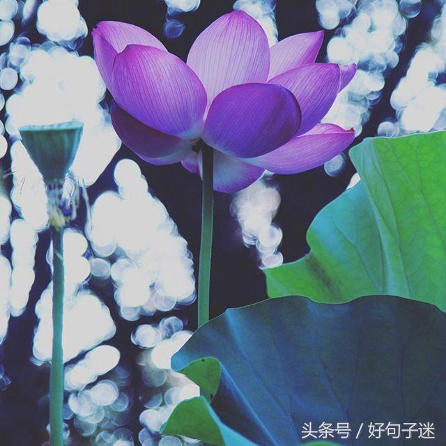 看淡人生的佛语句子,句句真谛,点透人生!