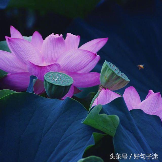 看淡人生的佛语句子,句句真谛,点透人生!