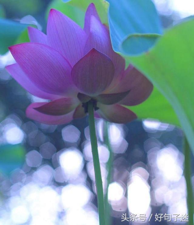 看淡人生的佛语句子,句句真谛,点透人生!