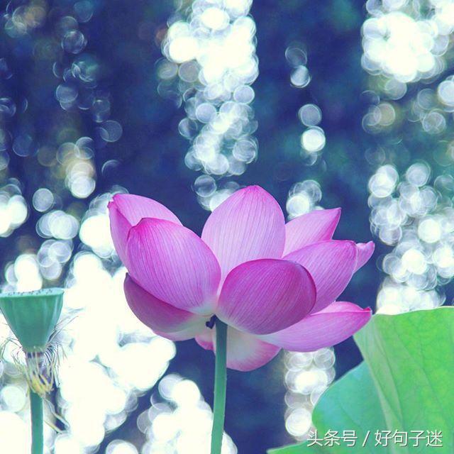 看淡人生的佛语句子,句句真谛,点透人生!