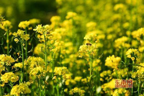 描写三月的优美句子关于三月的诗句 2019描写三月春天诗词