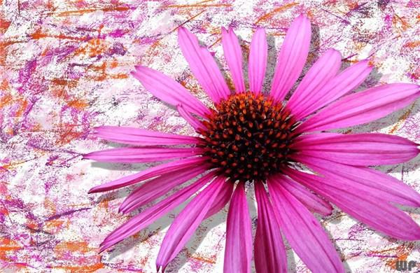 唯美阳光的励志句子,读一读让心不再迷茫,做元气满满的自己