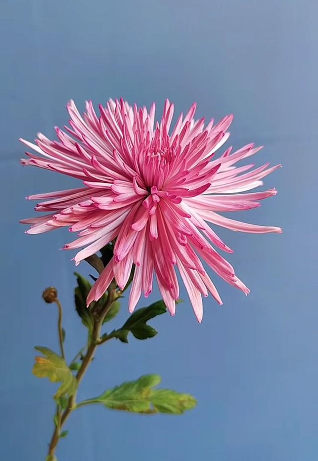 发朋友圈激励自己的简短句子,阳光唯美,令人一见倾心