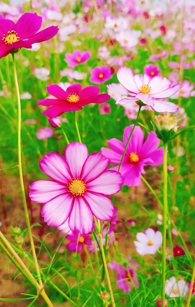 发朋友圈激励自己的简短句子,阳光唯美,令人一见倾心