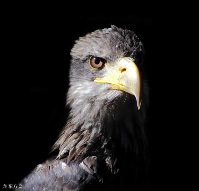 人生励志故事两则，逆境中奋起的故事！