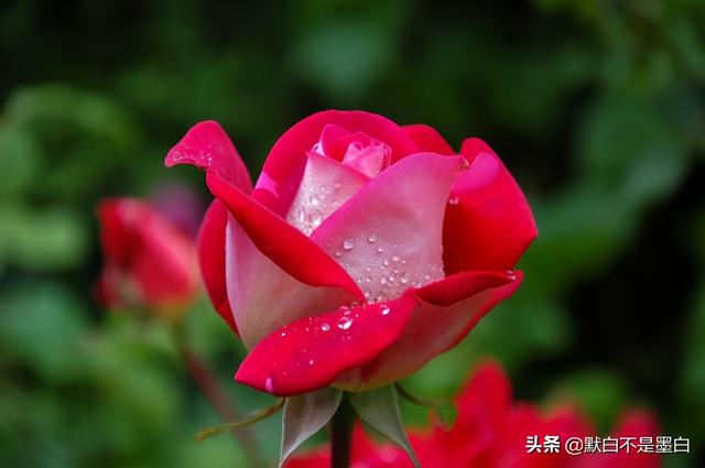霸气的表白句子,里面有我爱你 霸气的表白句子,里面有我爱你