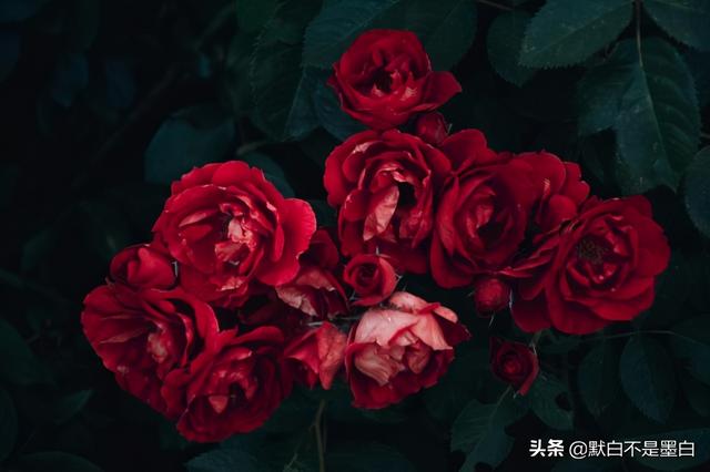 霸气的表白句子,里面有我爱你 霸气的表白句子,里面有我爱你