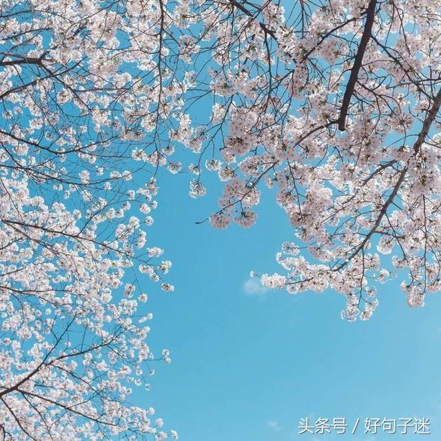 表白的句子唯美超短句 表白的句子唯美超短句