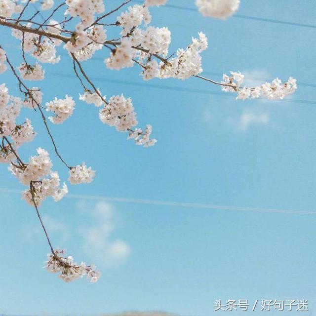 最浪漫的告白情话,句句唯美暖心,听完心都化了!