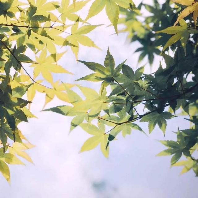 比较适合表白的句子 比较适合表白的句子
