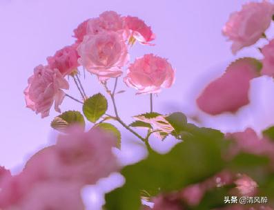 风景的句子唯美短句干净 风景的句子唯美短句干净