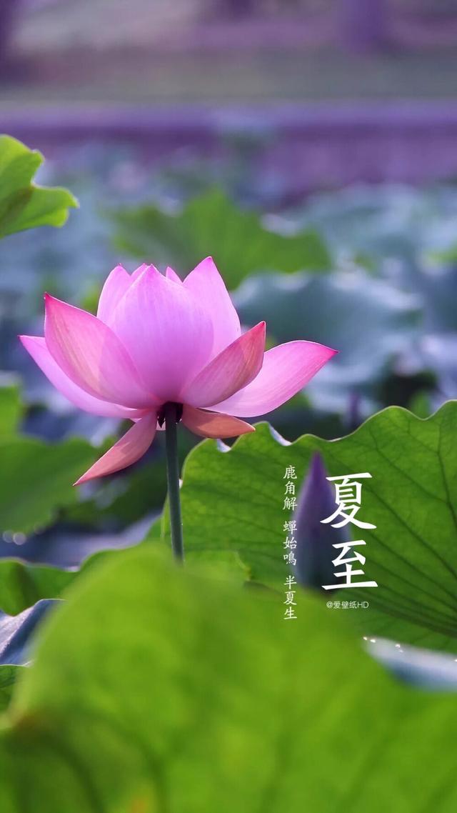 夏至安静唯美有哲理的句子 夏至安静唯美有哲理的句子