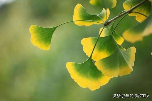 祝愿孩子安好的古风唯美句子 祝愿孩子安好的古风唯美句子