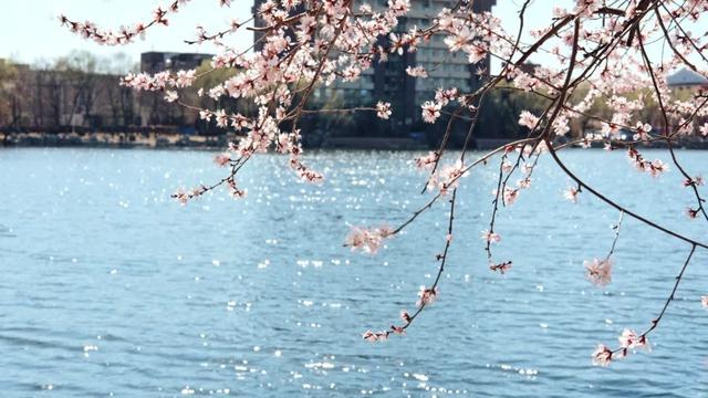 春天来了唯美哲理句子 春天来了唯美哲理句子