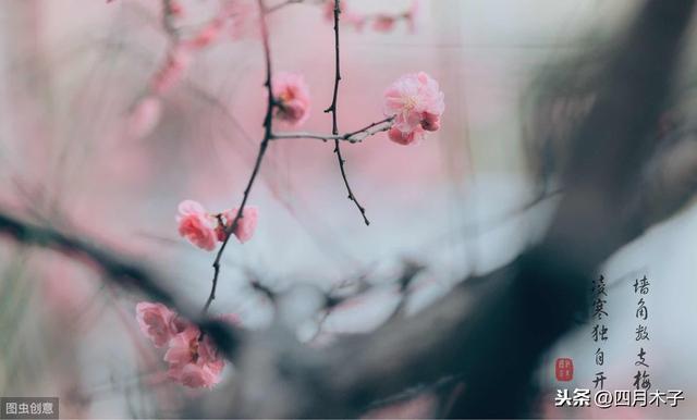 唯美句子摘抄大全古风 唯美句子摘抄大全古风