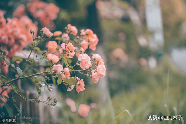 唯美句子摘抄大全古风 唯美句子摘抄大全古风