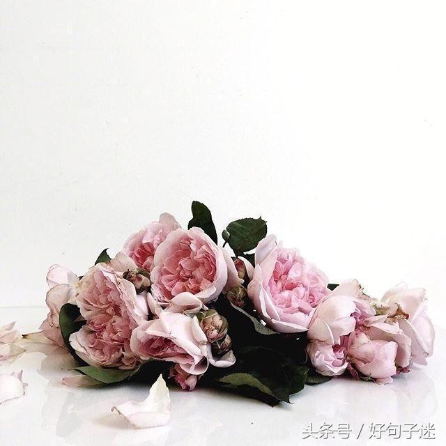 精美图片及唯美句子 精美图片及唯美句子