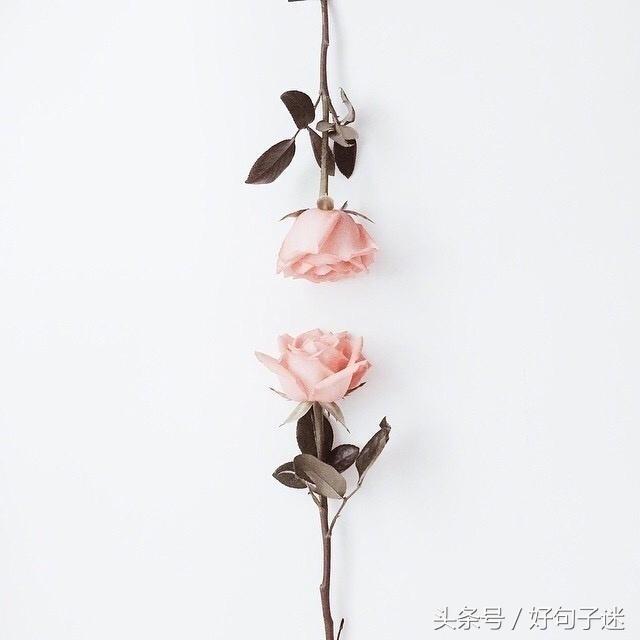 精美图片及唯美句子 精美图片及唯美句子