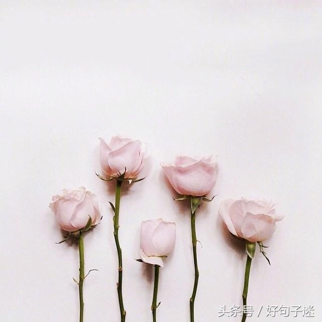 精美图片及唯美句子 精美图片及唯美句子