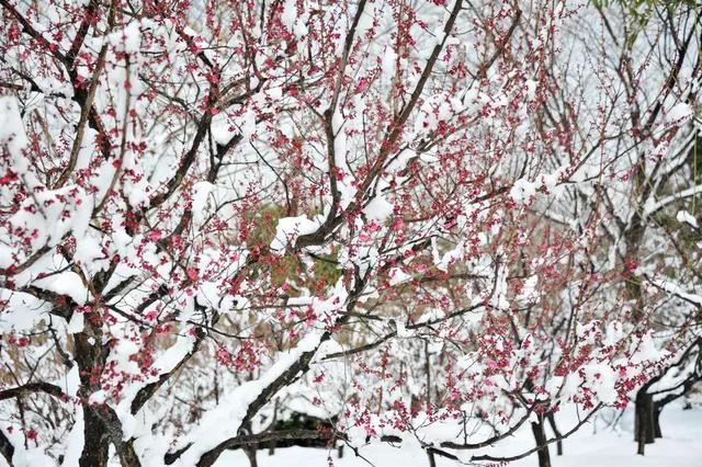 描写雪景的美文美句 描写雪景的美文美句