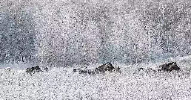 描写雪景的美文美句 描写雪景的美文美句