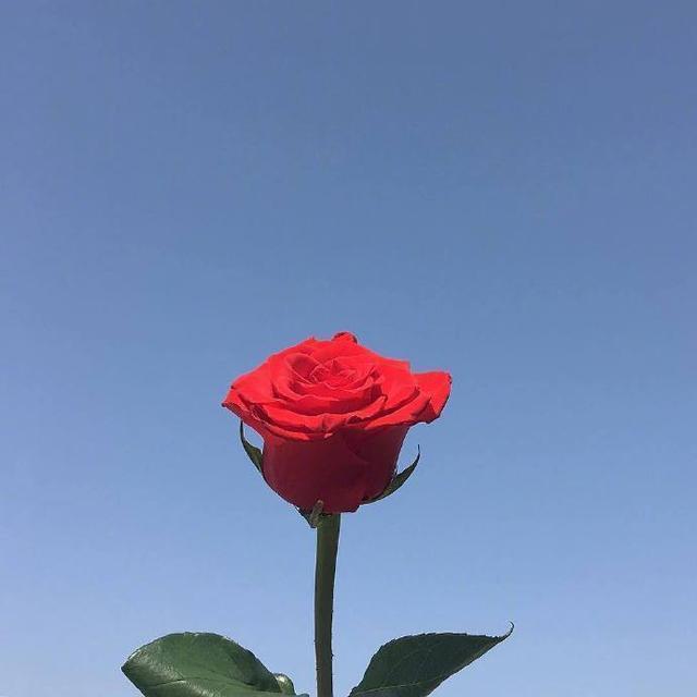 微信朋友圈早间鼓舞心语带图片,句句阳光正能量